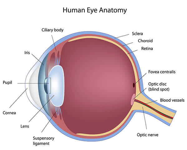 Chart showing the anatomy of the eye